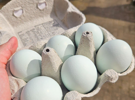 Hybrid Leghorn hatching eggs