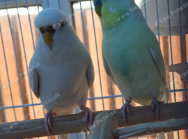 Pair of bugies