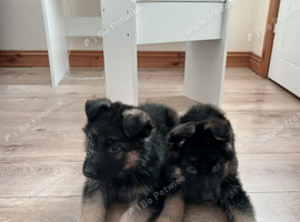 German shepard puppy