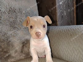 Jack Russell puppies