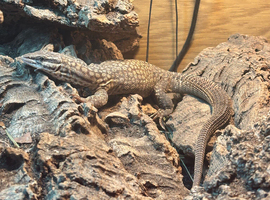 Male Ackie monitor
