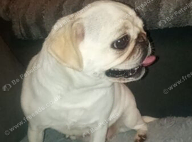 Gorgeous girl pug