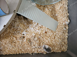 Syrian hamster