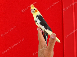 Super silly hand tamed baby cockatiels