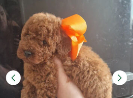 Miniature poodle