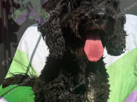 Adult f1 mini cockapoo boy