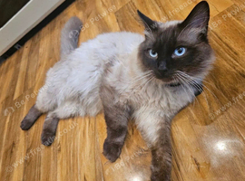 pure ragdoll seal point mink male