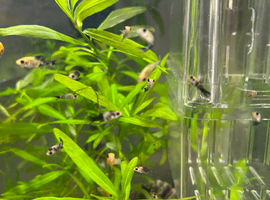 Baby Mollies for Sale &ndash; 2 Months Old