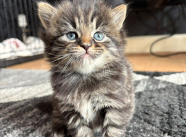 Ragdoll x kittens