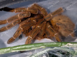 Adult Female OBT + enclosure