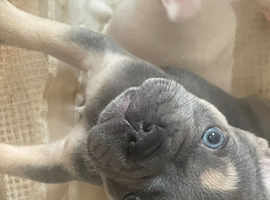Female French bulldog puppy