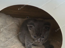 1 Male Grey kitten