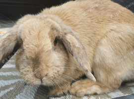 Female rabbit