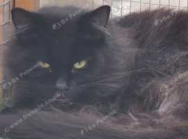 3 x 2year old female maine coon cats