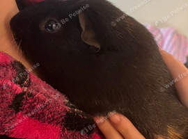 One unbonded male Guinea pig
