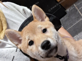 Last KC shiba girl puppies