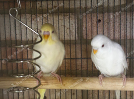 5 beautiful baby budgies 7 months old