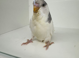 Beautiful baby budgies for sale