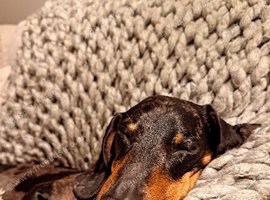 Dax the Dachshund