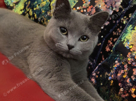 Russian blue female cat for sale.