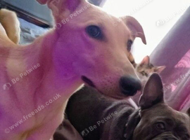Mother (Lurcher) and Daughter (FrenchieXLurcher) Looking for Family Home
