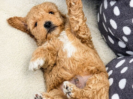 Beautiful Parti Toy Poodle Puppies &ndash; 1 Boy & 1 Girl Available