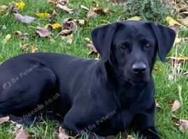 STUD BLACK LABRADOR WORKING AND TRIAL CHAMPION LINES