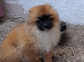 Pomeranian Puppies