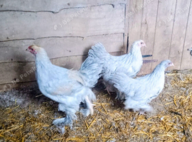 Trio Of Isabella Brahma large fowl