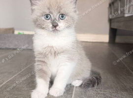 Ragdoll Cross Ready now
