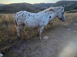 Appaloosa