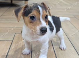 Jack Russell pups