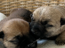 Gorgeous Cairn Terrier Puppies