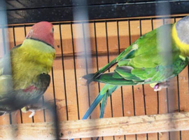 A Stunning Pair Of Plumhead Parakeets