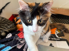 Loving forever home 2 kittens ️