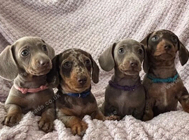 Miniature Dachshunds Smooth Haired
