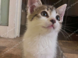 Last kitten looking for home