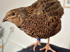 Gorgeous Male Rosetta Coturnix Quail 4 Months Old