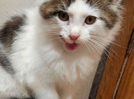 Maine coon Kittens
