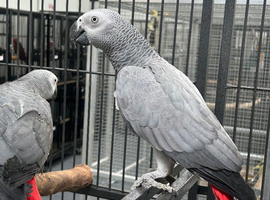 Hand Reared Young African Greys
