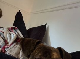 Pup for sale