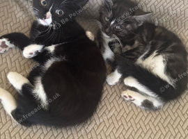 Gorgeous kittens