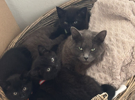 Half Russian blue kittens