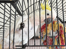 Male cockatoo