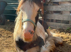 Mini cob colt