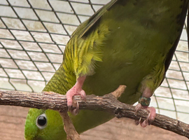 Linnies Lineolated parakeets DNA pair
