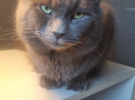 Beautiful gray boy cat 3 years old been spaded needs a new home due to my mums health