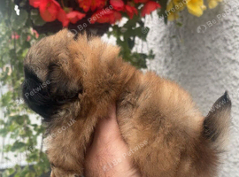 Stunning top quality Pekingese puppies