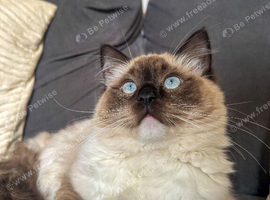 For Stud - Seal point mitted carrying Mink and Choc