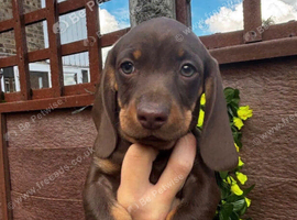 For sale 8weeks old dashund boy